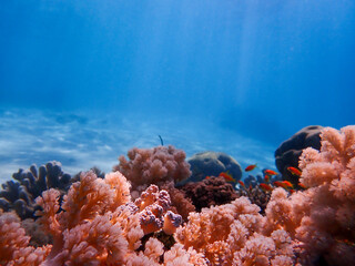 Beautiful colored coral reefs of Mayotte lagoon