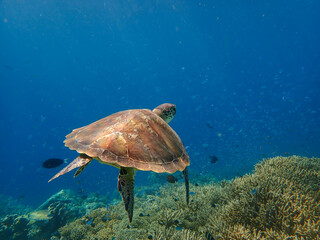 Green turtle swimming in lagoon waters of Mayotte island