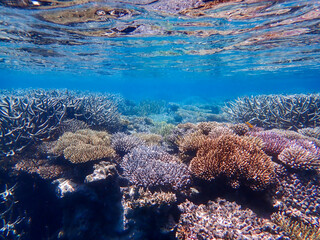 Beautiful colored coral reefs of Mayotte lagoon © aylerein