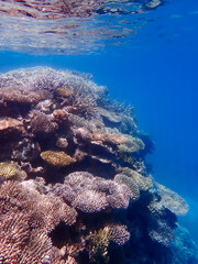 Beautiful colored coral reefs of Mayotte lagoon