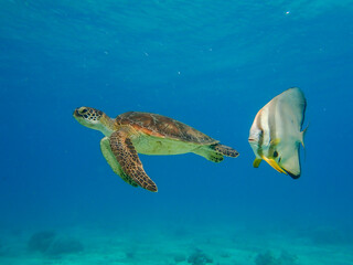 Batfish and turtle swimming in Mayotte blue lagoon
