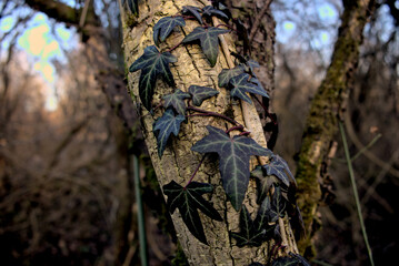 Common ivy close-up on tree trunk