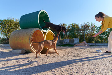smiling young cropped woman playing with two dogs in a dog training park with concrete pipe and...