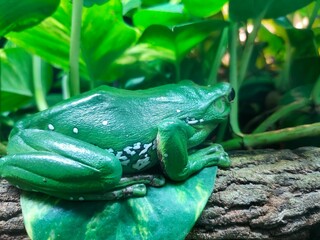 Perfect green frog hate camera shots © Greg