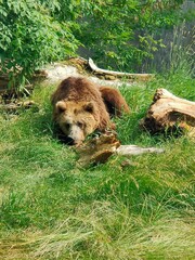 Bear chillout in Zamość Zoo © Greg