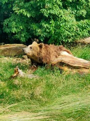 Bear chillout in Zamość Zoo