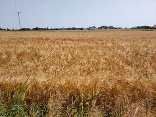 Peace of cereal field