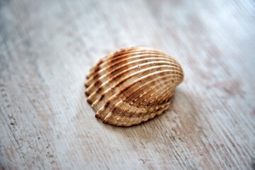Close-up of yellow-orange seashell