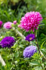 Multicolored asters. Autumn flowers. Asters in the garden.