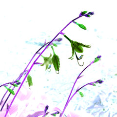 Plant host after the rain, drops of water on large leaves