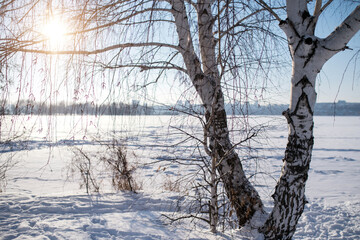 Winter snow landscape, birches and lake under the ice, Voronezh, Russia.