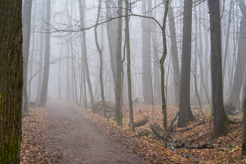 footpath in the forest in heavy fog