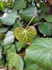 Feuille lierre 