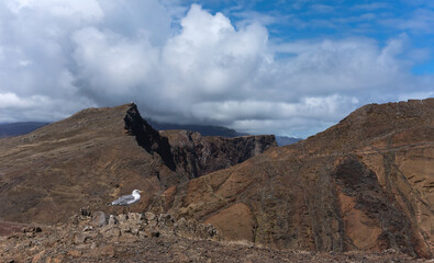 A seagull watches from afar as people climb spectacular volcanic mountains.