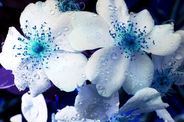 Beautiful flower border with dew drops