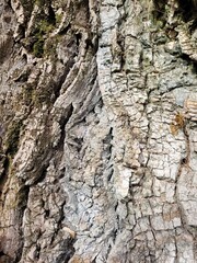 Écorce d'arbre 