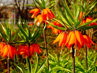 Orange royal crown flowers in the garden