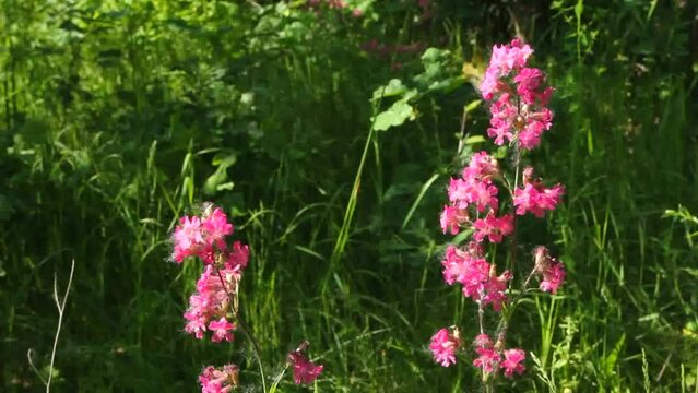 Viscaria, Viscaria vulgaris, Siléne, Steris viscaria is a herbaceous, perennial plant, dicotyledonous, which belongs to the Carnation family.
