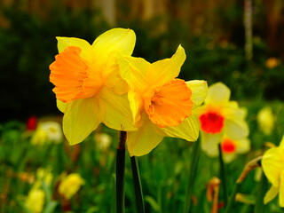 Obraz premium Daffodil flower