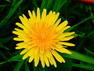 dandelion flower