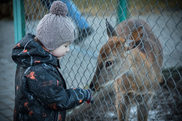 A little boy at the zoo feeds a fawn with carrots. - obrazy, fototapety, plakaty