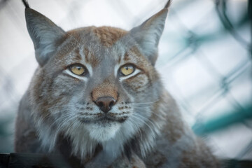 Lynx in the zoo. A wild cat in captivity. Portrait of an animal. Tassels on the ears.