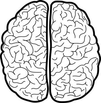 Illustration showing the human brain. vector image in black and white. view from above