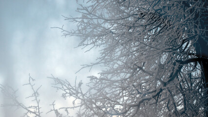 Tree branches covered in white frost. Hoarfrost lies on the branches of trees on a winter day. Winter view of trees against the sky.