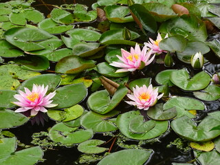 pink water lily flowers blooming on pond