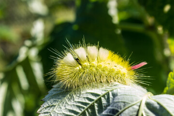 Calliteara pudibunda (pale tussock) caterpillar. Fluffy caterpillar. Yellow caterpillar with a red...