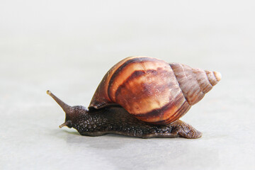 Giant African Land Snail - Lissachatina fulica