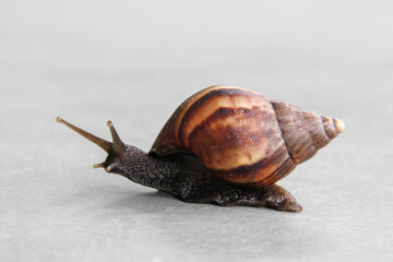 Giant African Land Snail - Lissachatina fulica