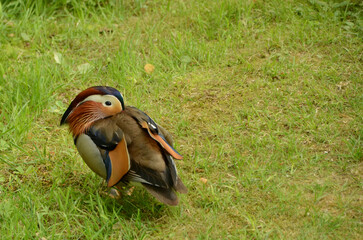 The mandarin duck, Aix galericulata, stands relaxing in a meadow