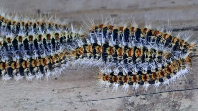 close up video of Pine processionary (Thaumetopoea pityocampa) 