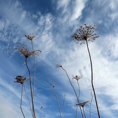 Plants against sky with wispy clouds