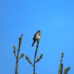 bird on a branch