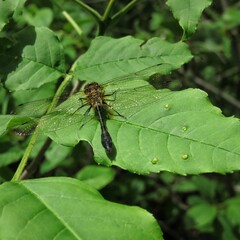 dragonfly on a green leaf