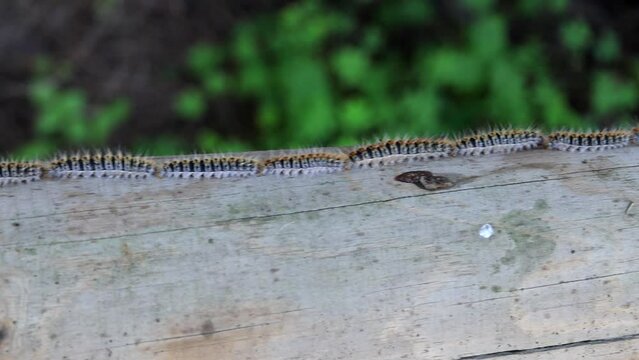 close up video of Pine processionary (Thaumetopoea pityocampa) 