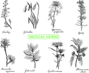 Medical herbs set: Fumitory - Witch-hazel, Galantus, Hypericm perforatum, Hyssop, Hamamelis virginiana, Yerba mate, Knautia avernsis, Illucium verum - Anise