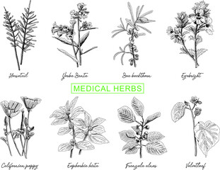 Medical herbs set: Horsetail, Yerba Santa, Sea buckthorn, Eyebright, Californian poppy, Euphorbia hirta, Frangula alnus, Velvetleaf