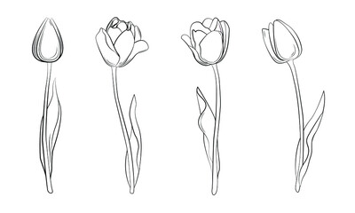 A group of tulips. Spring flowers. Women's flowers. Gift flowers. Colorless tulips - obrazy, fototapety, plakaty
