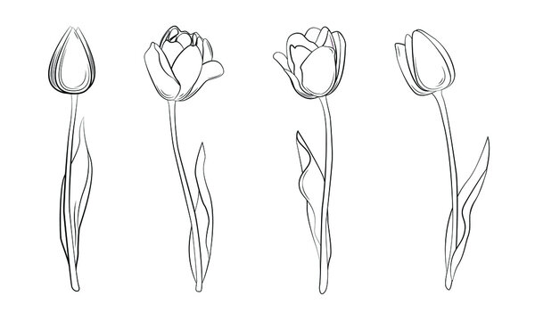 A group of tulips. Spring flowers. Women's flowers. Gift flowers. Colorless tulips