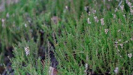 Branches of blooming fragrant heather on a meadow on a summer day in daylight. Horizontal photo close-up. Selective focus.