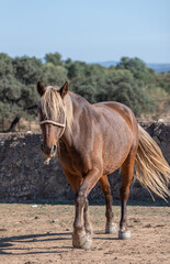Caramel coloured gaited horse