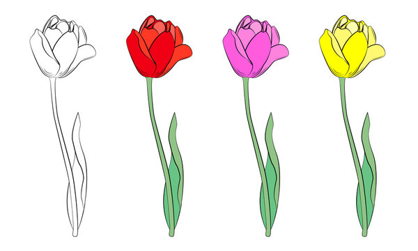 A group of tulips with different bud colors. Spring flowers. Women's flowers. Delicate shades for tulips. Gift flowers