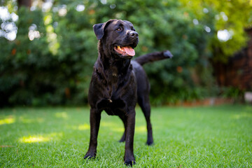 Large breed dog standing proud and loves playing with a ball, running up and down  on lush green grass.