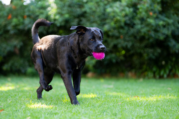 Large breed dog standing proud and loves playing with a ball, running up and down  on lush green grass.