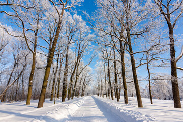 Oak alley in Catherine park in winter, Tsarskoe Selo (Pushkin), St. Petersburg, Russia