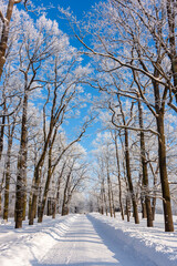 Oak alley in Catherine park in winter, Tsarskoe Selo (Pushkin), St. Petersburg, Russia