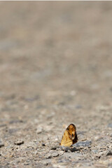 Northern Crescent puddling